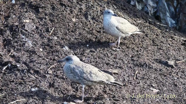 Gaviota Argéntea (europea) - ML201475781