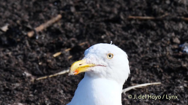 Gaviota Argéntea (europea) - ML201475791