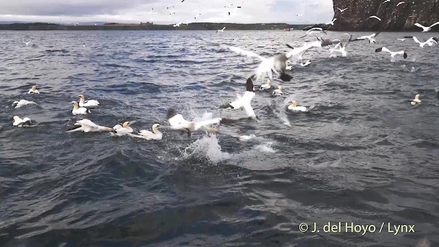 Северная олуша - ML201475801