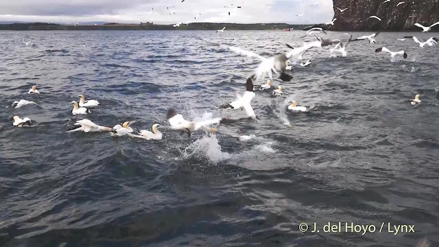 Northern Gannet - ML201475801