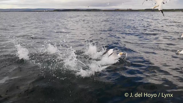 Northern Gannet - ML201475811