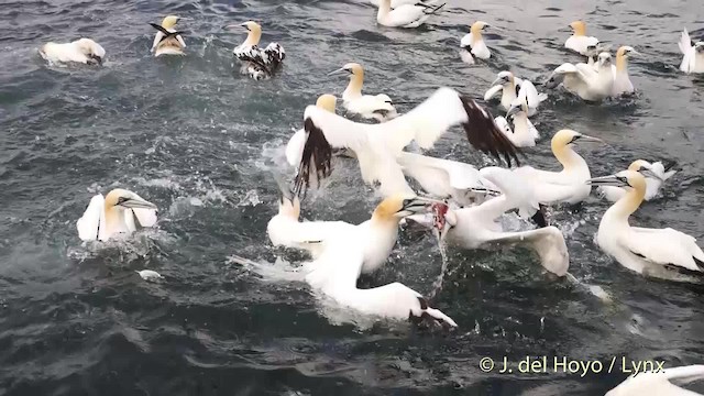 Northern Gannet - ML201475821