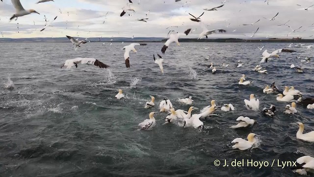 Northern Gannet - ML201475831