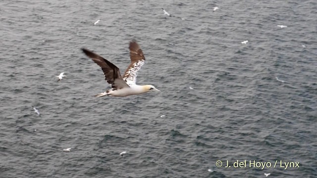 Northern Gannet - ML201475841