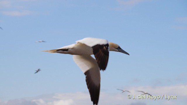 Northern Gannet - ML201475851