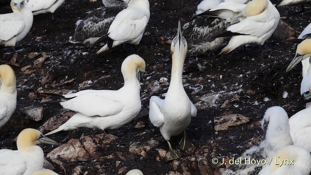 Northern Gannet - ML201475861