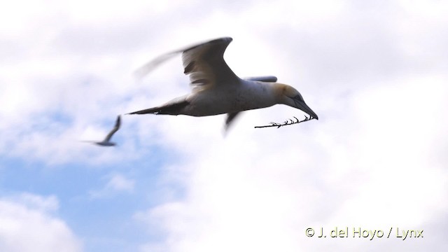 Northern Gannet - ML201475871