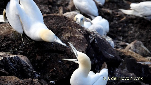 Northern Gannet - ML201475881