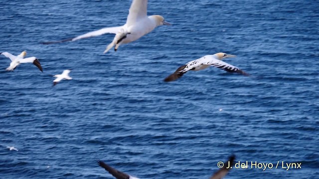 Northern Gannet - ML201475891