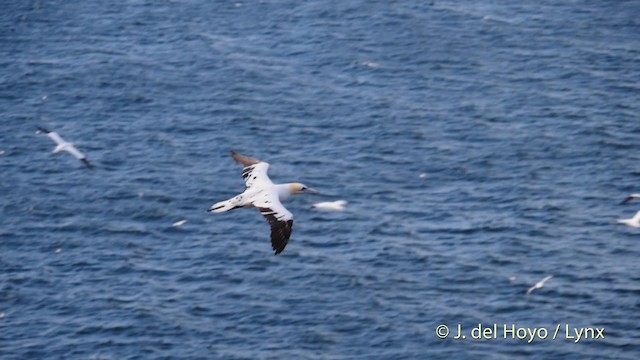 Northern Gannet - ML201475901