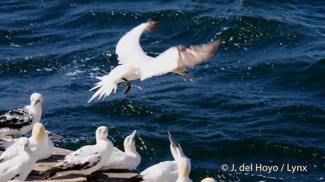 Northern Gannet - ML201475911