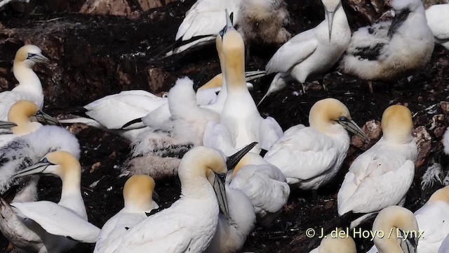 Northern Gannet - ML201475921