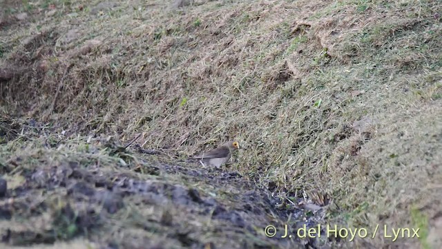 Spectacled Thrush - ML201475961