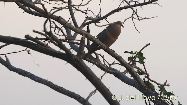 Zenaida Dove - ML201475981