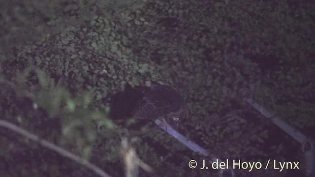 sova americká (ssp. nigrescens/insularis) - ML201475991