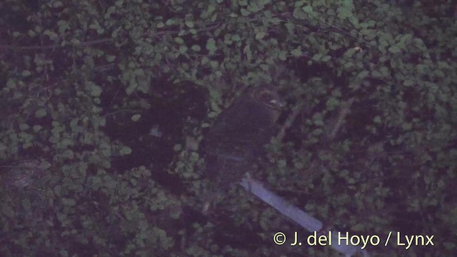 sova americká (ssp. nigrescens/insularis) - ML201476001