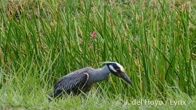 Yellow-crowned Night Heron (Yellow-crowned) - ML201476021