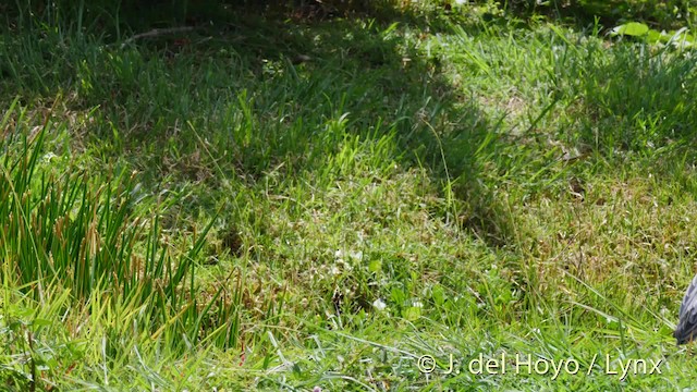 Yellow-crowned Night Heron (Yellow-crowned) - ML201476031