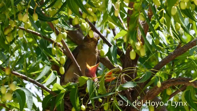 Spectacled Thrush - ML201476051