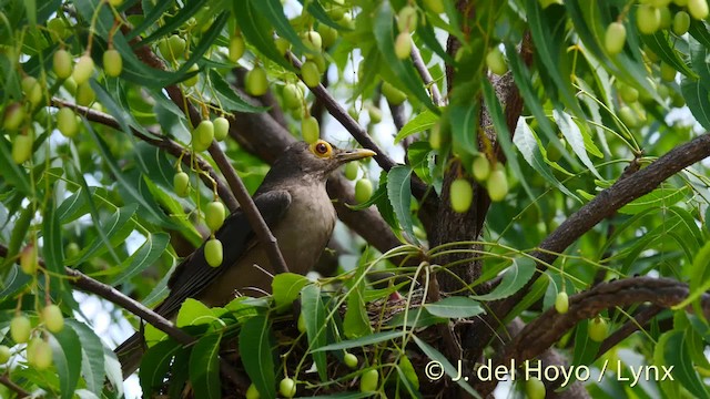 Spectacled Thrush - ML201476061