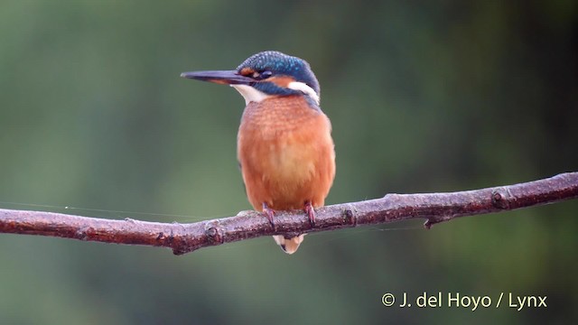 Common Kingfisher (Common) - ML201476201