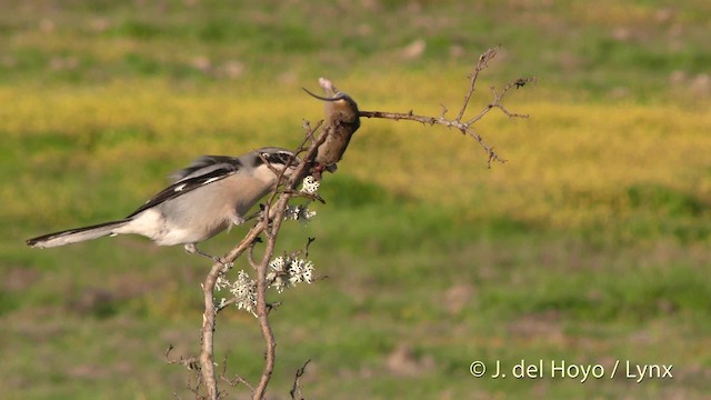 Iberian Gray Shrike - ML201476211