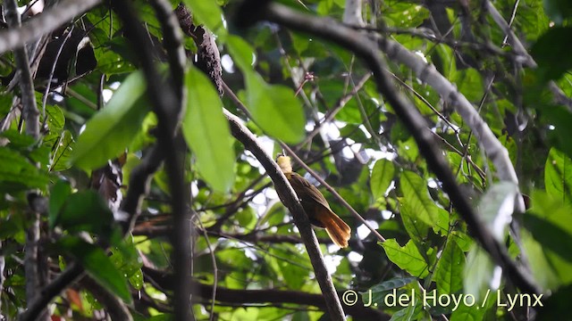 Bulbul à barbe jaune - ML201476361