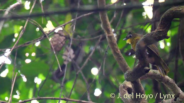 Bulbul à barbe jaune - ML201476371