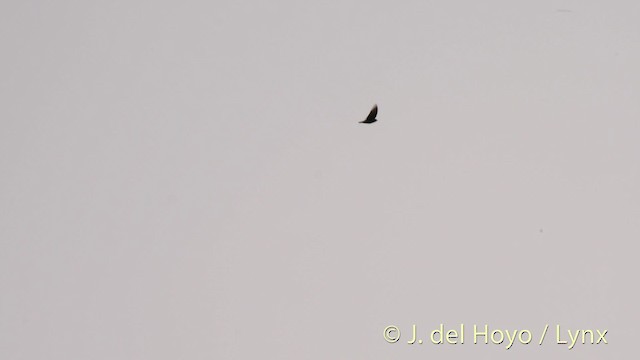 Square-tailed Sawwing - ML201476431