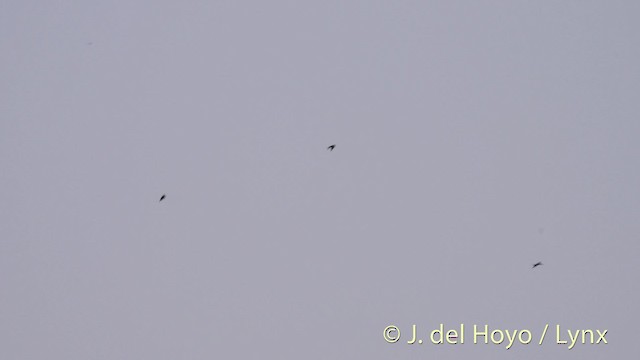 Square-tailed Sawwing - ML201476441