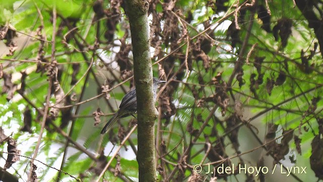 Gray-throated Tit-Flycatcher - ML201476461