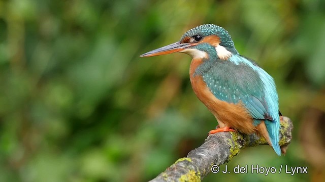 Martín Pescador Común (grupo atthis) - ML201476471