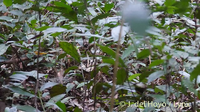 Latham's Francolin - ML201476481