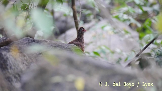 Stone Partridge (Stone) - ML201476501