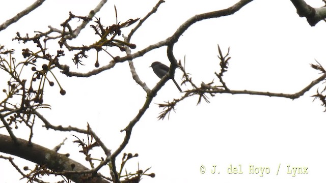 Sharpe's Apalis - ML201476511