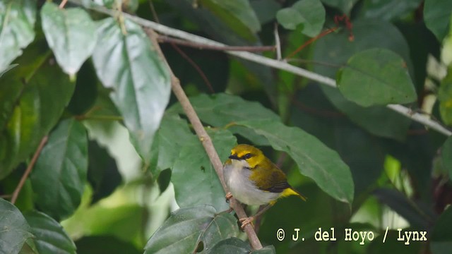 Yellow-browed Camaroptera - ML201476521