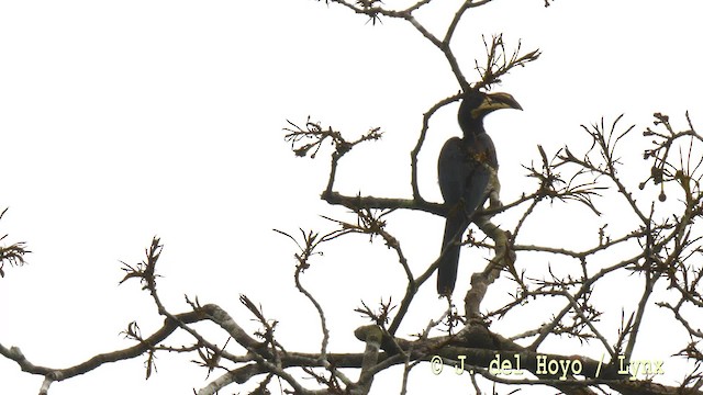 West African Pied Hornbill - ML201476571