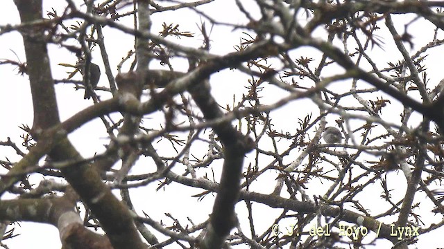 Maxwell's Black Weaver (White-naped) - ML201476581