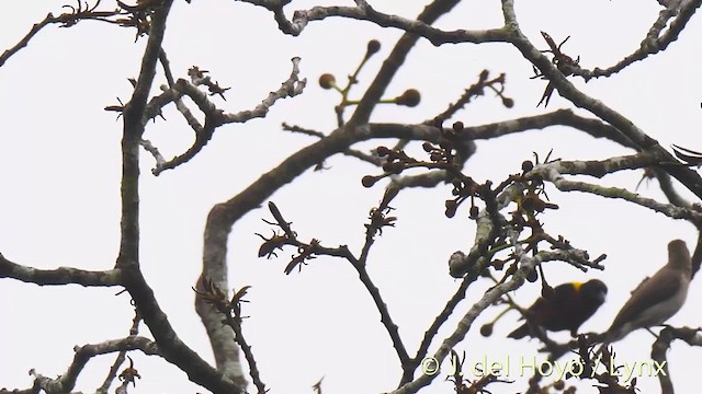 Yellow-mantled Weaver - ML201476591