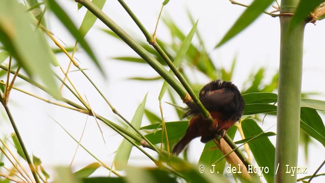 Chestnut-and-black Weaver - ML201476621