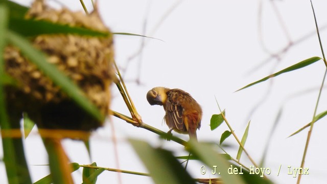 Chestnut-and-black Weaver - ML201476631