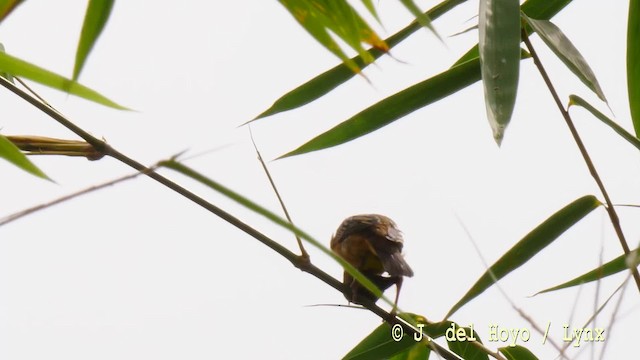 Tejedor de Vieillot (castaneofuscus) - ML201476641