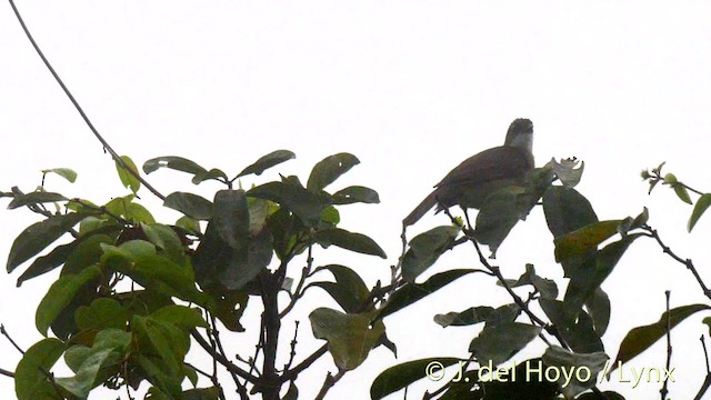 Simple Greenbul - ML201476651