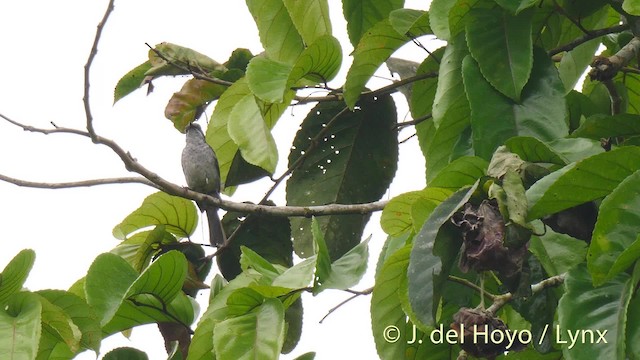 African Forest-Flycatcher (Western) - ML201476671