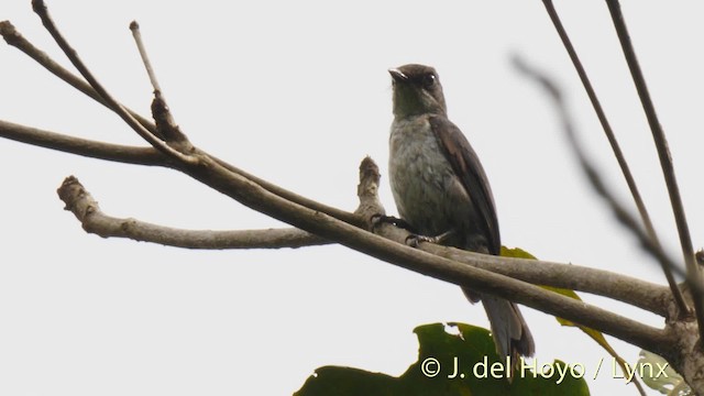 African Forest-Flycatcher (Western) - ML201476681