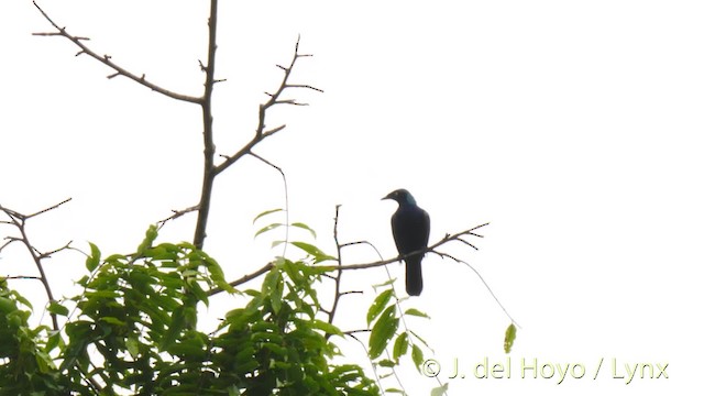 Splendid Starling - ML201476691