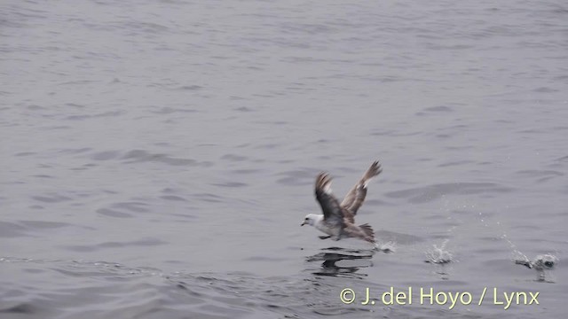 Northern Fulmar (Pacific) - ML201476891