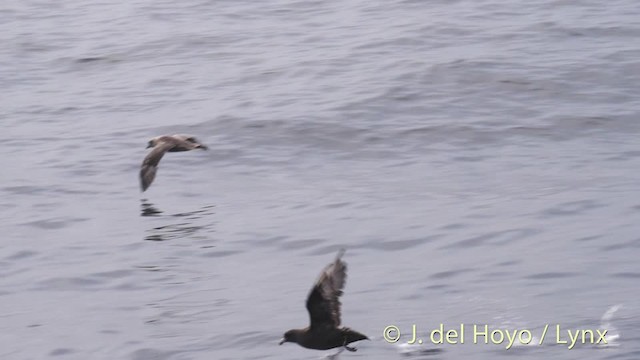 Northern Fulmar (Pacific) - ML201476901