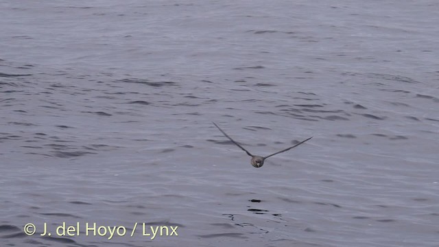 Northern Fulmar (Pacific) - ML201476911