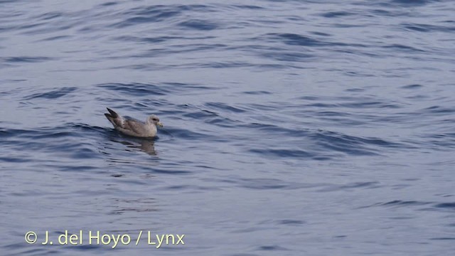 Northern Fulmar (Pacific) - ML201476921